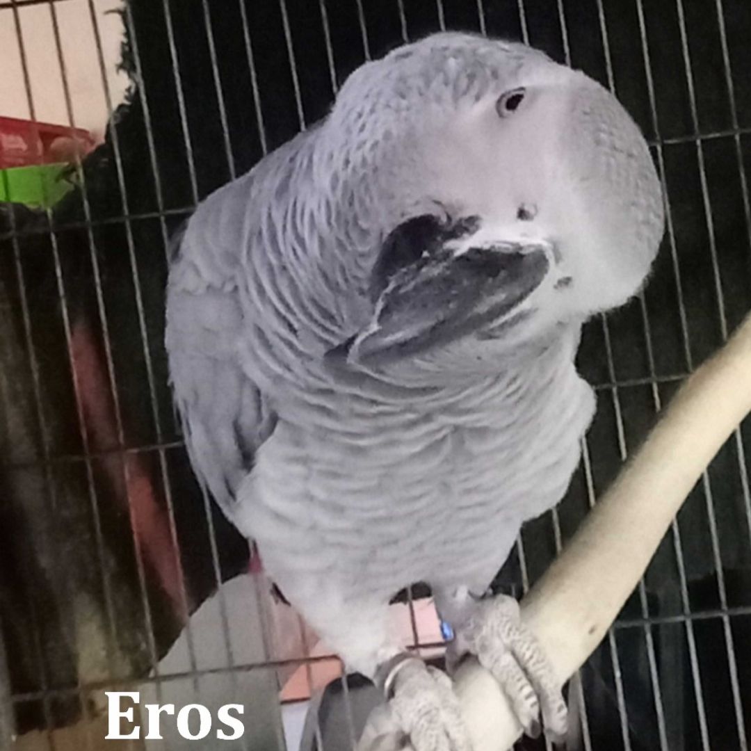 Eros