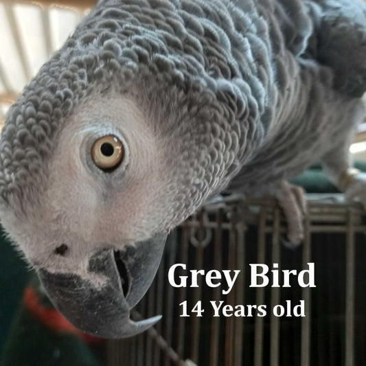 Grey Bird