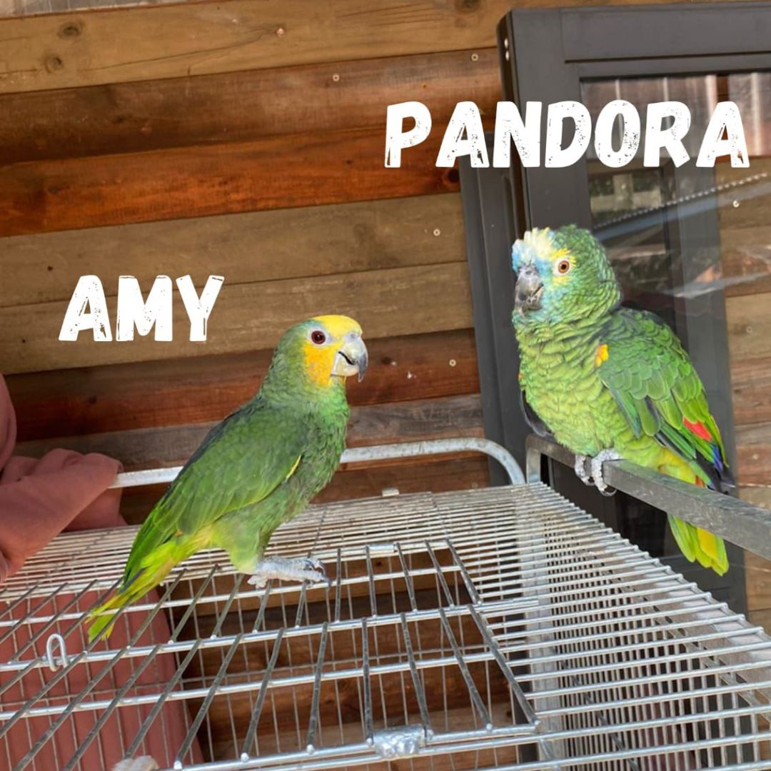 Amy & Pandora