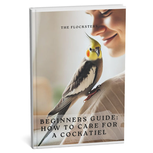 Beginners Guide: How to Care for a Cockatiel