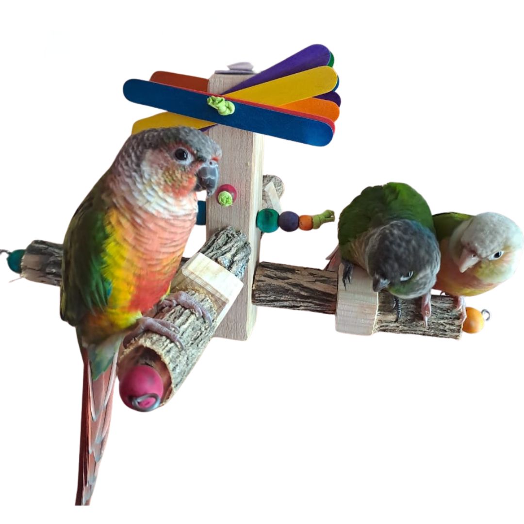 Jungle Gym