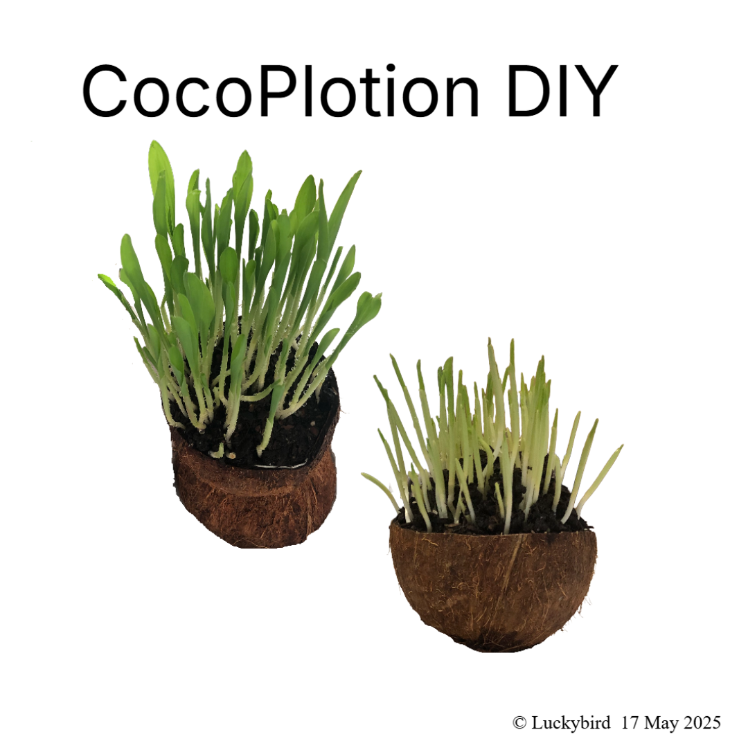CocoPlotion DIY