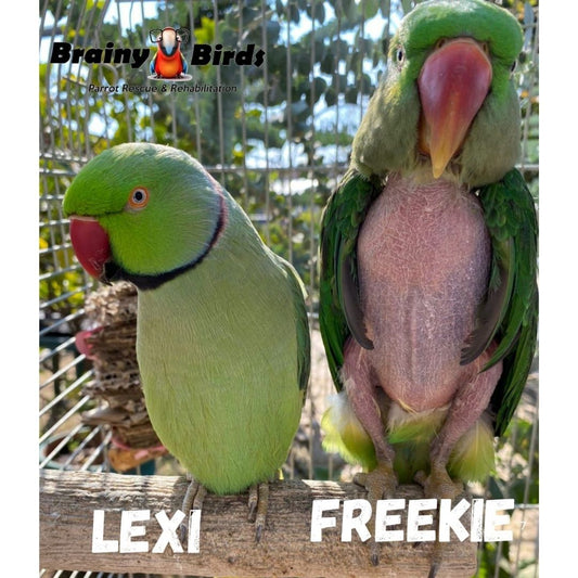 Lexi & Freekie