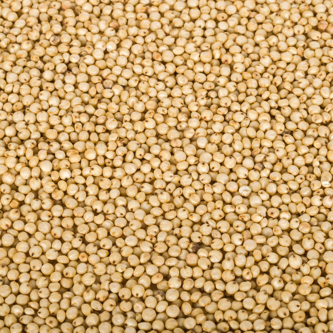 Japanese Millet